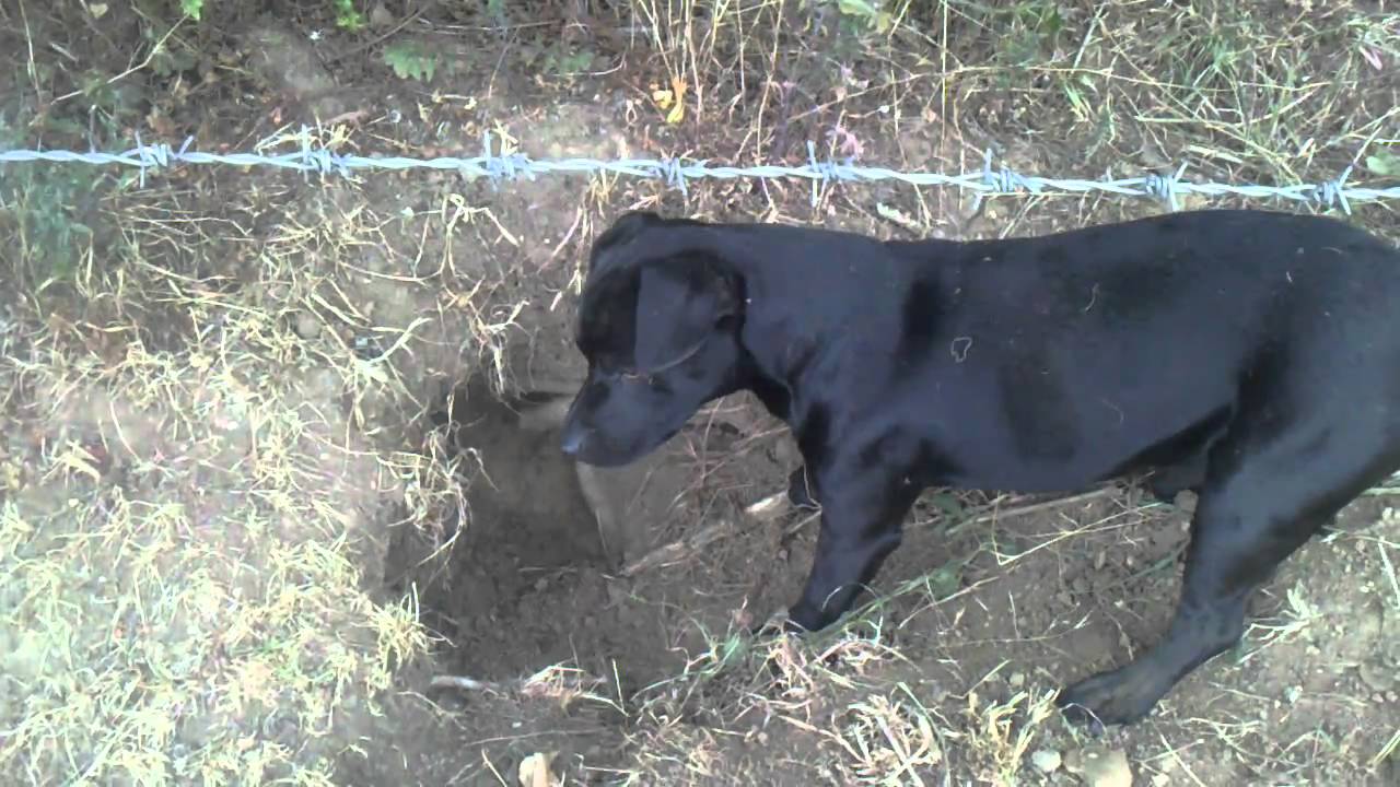 patterdale in hole