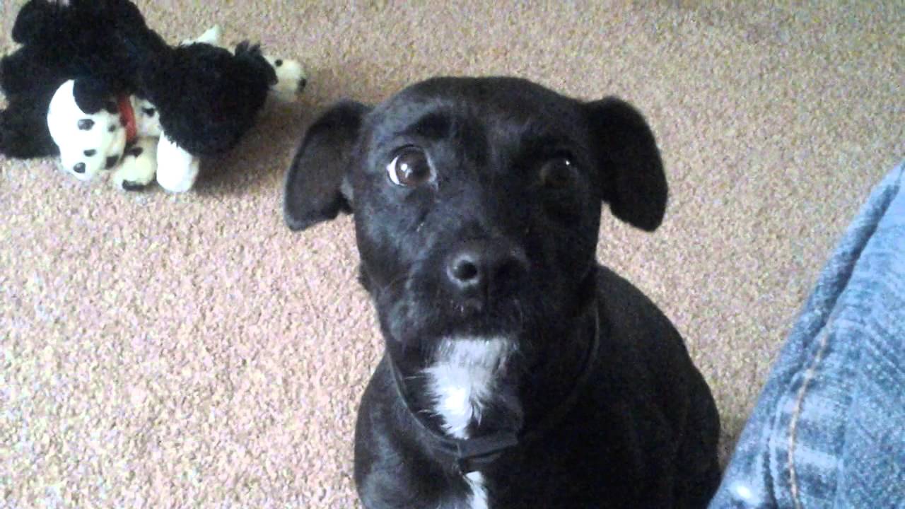 Patterdale millie