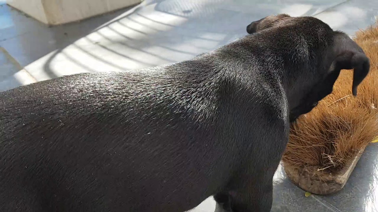 Patterdale Pup 8 weeks SLAUGHTERING broom - pulling fur - BSL's Estacado - Spyker By Spartan Law
