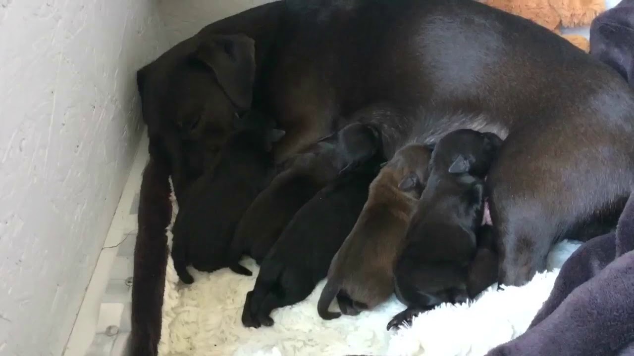 Patterdale puppies 1 day old