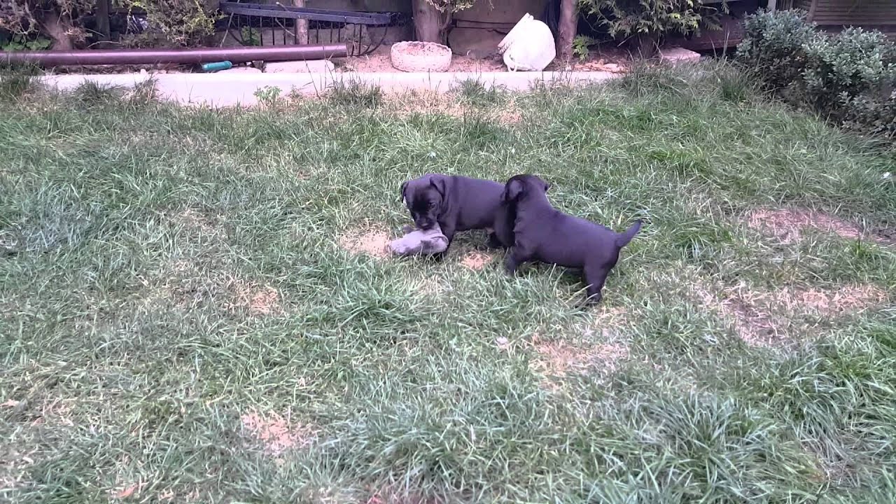 Patterdale puppies for sale.