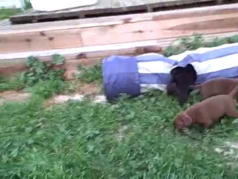 Patterdale Puppies Playing