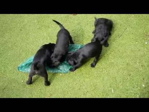 Patterdale Pups - Playtime