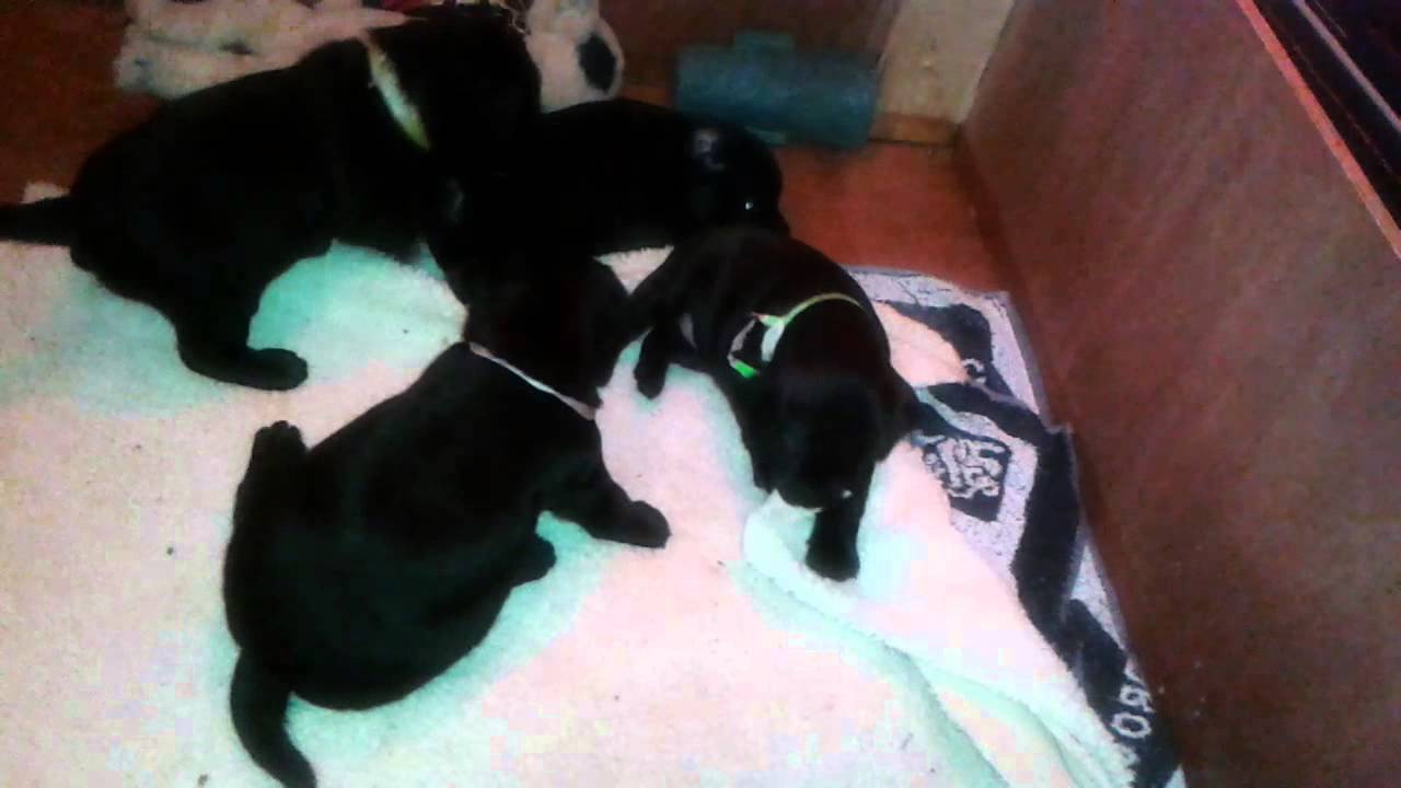 patterdale pups playing