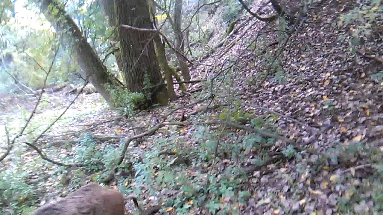 Patterdale terrier / kennel TORQES