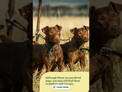 patterdale terrier  profile