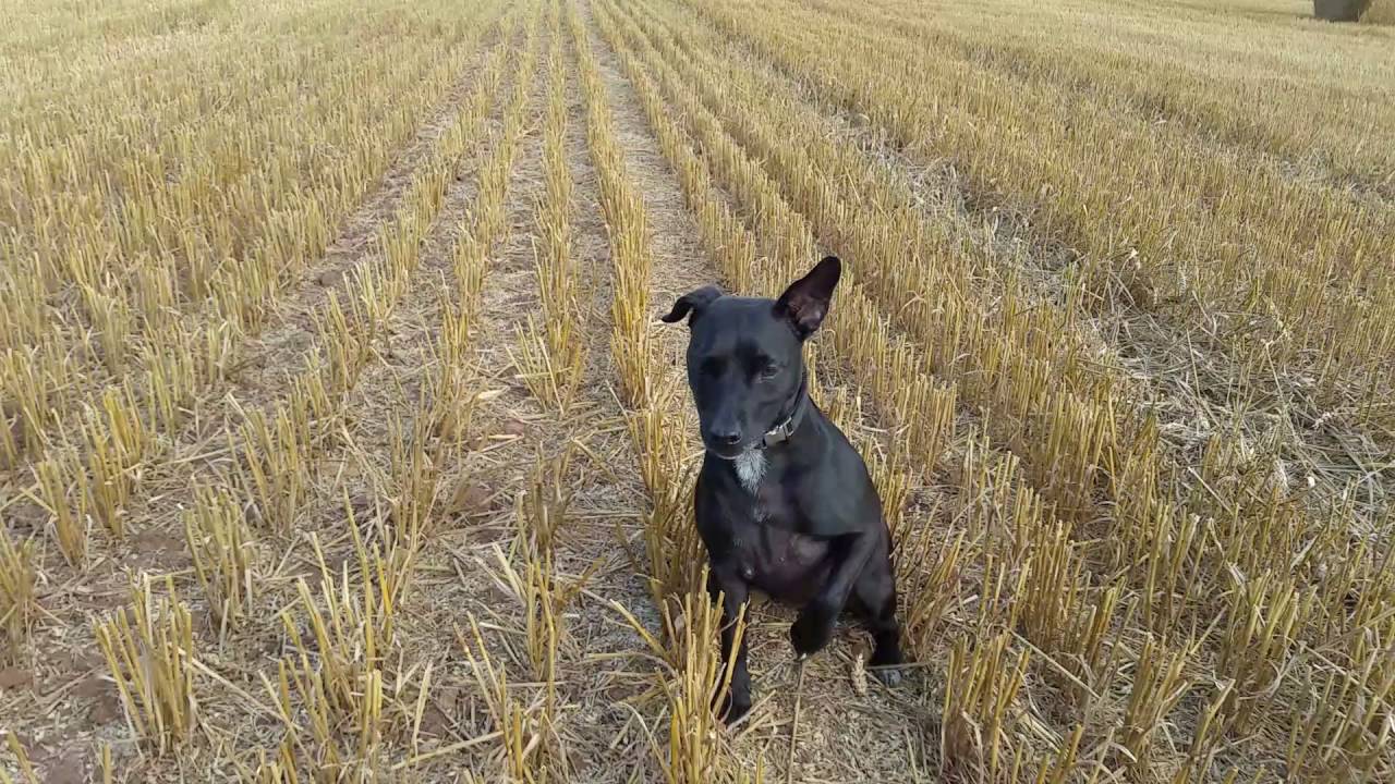 patterdale terrier  training 1