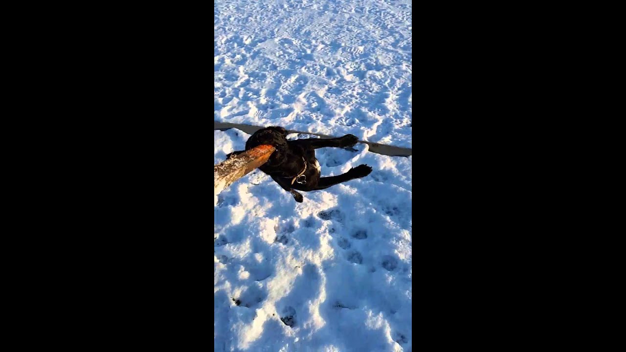 Patterdale terrier 6 months (czech)