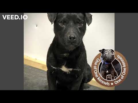 Patterdale Terrier a Working Breed