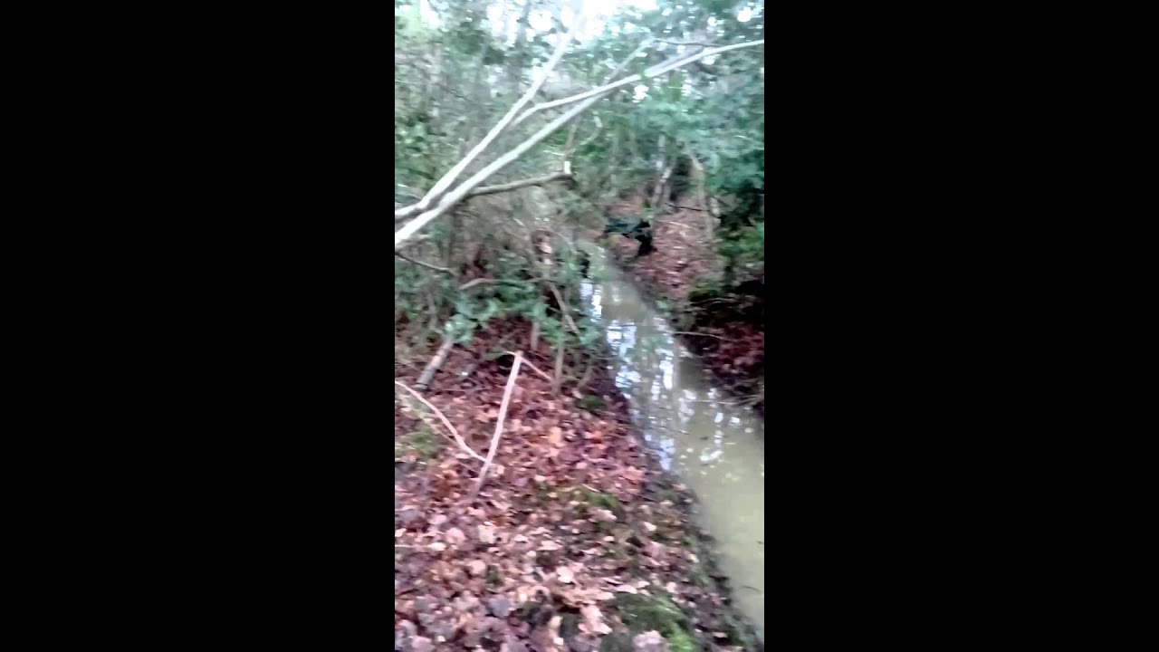 Patterdale terrier attacks in UK woods