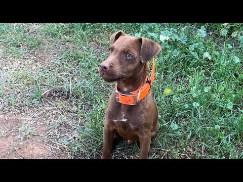 Patterdale Terrier bite training