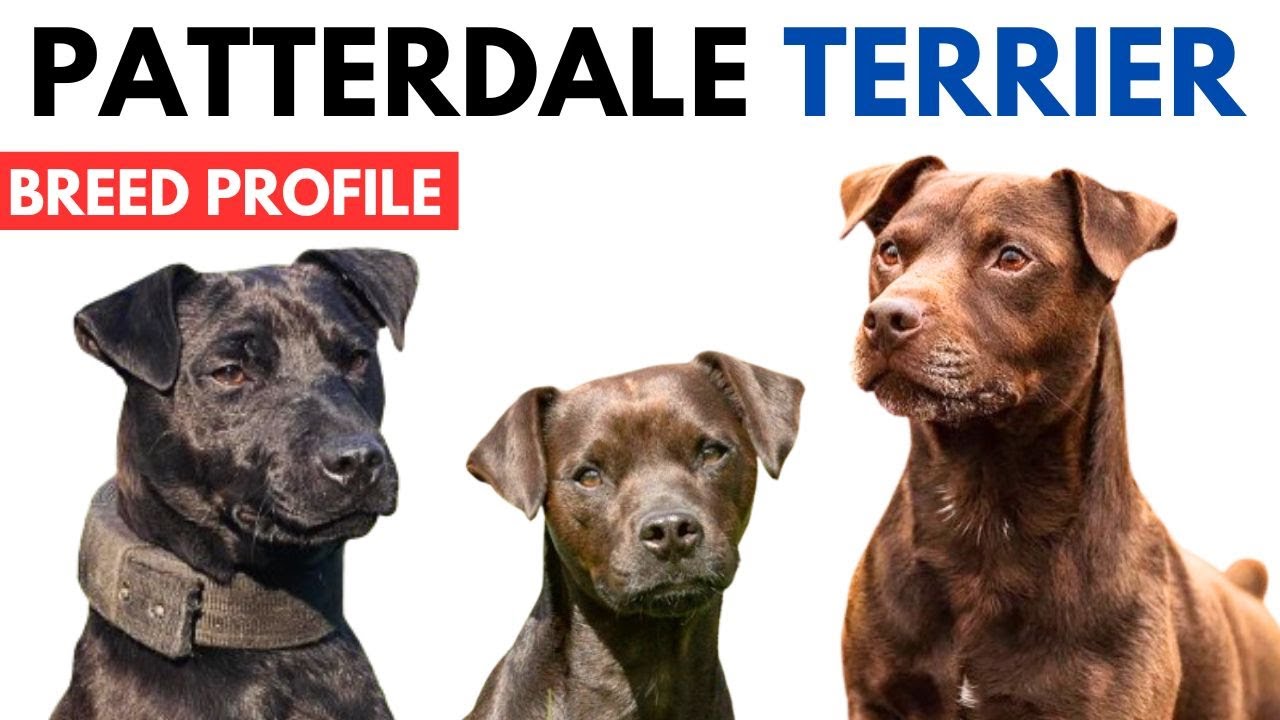 Patterdale Terrier Breed Profile History - Price - Traits - Patterdale Terrier Grooming Needs