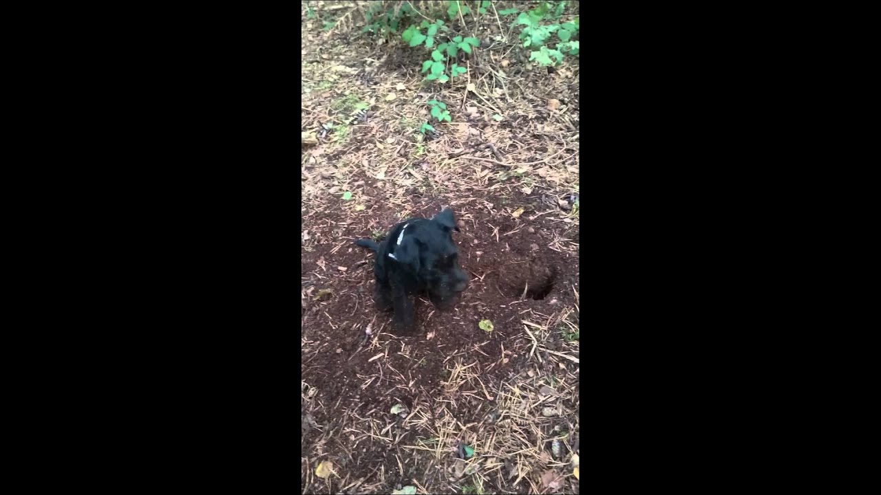 Patterdale terrier digging