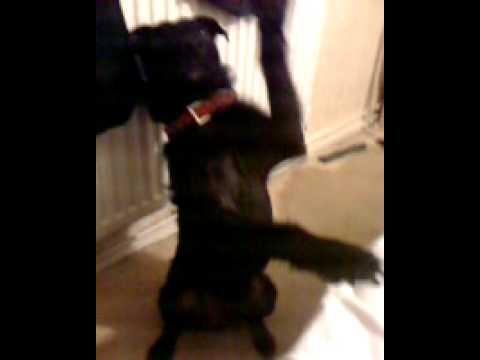 Patterdale terrier (fell terrier)