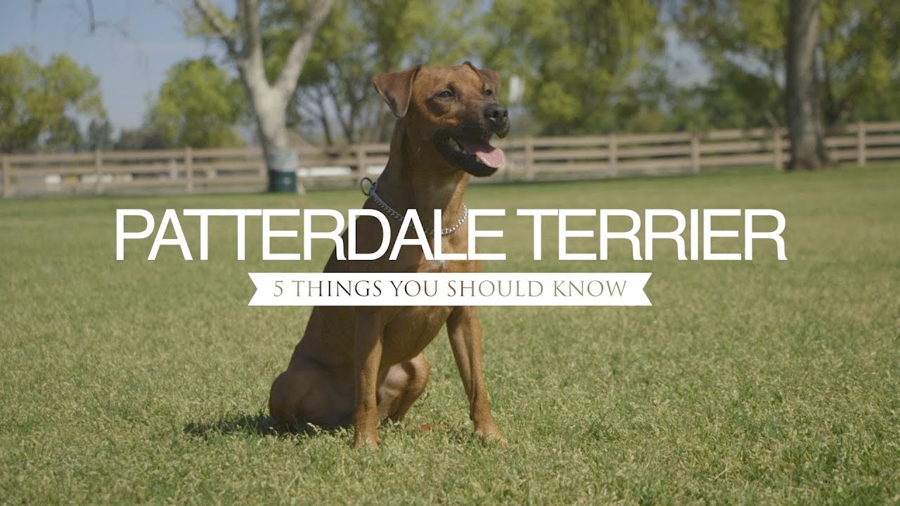 PATTERDALE TERRIER FIVE THINGS YOU SHOULD KNOW