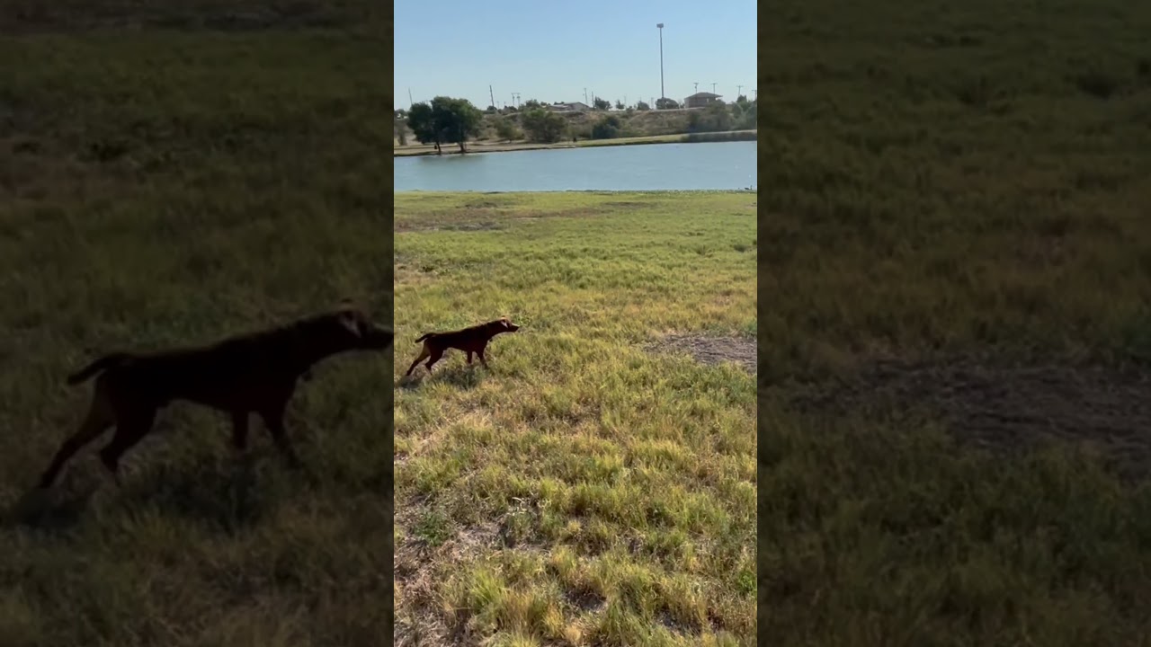 Patterdale Terrier Hunting Prairie Dogs!!