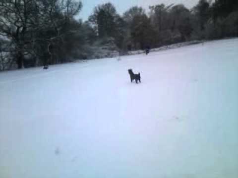 Patterdale terrier in the snow