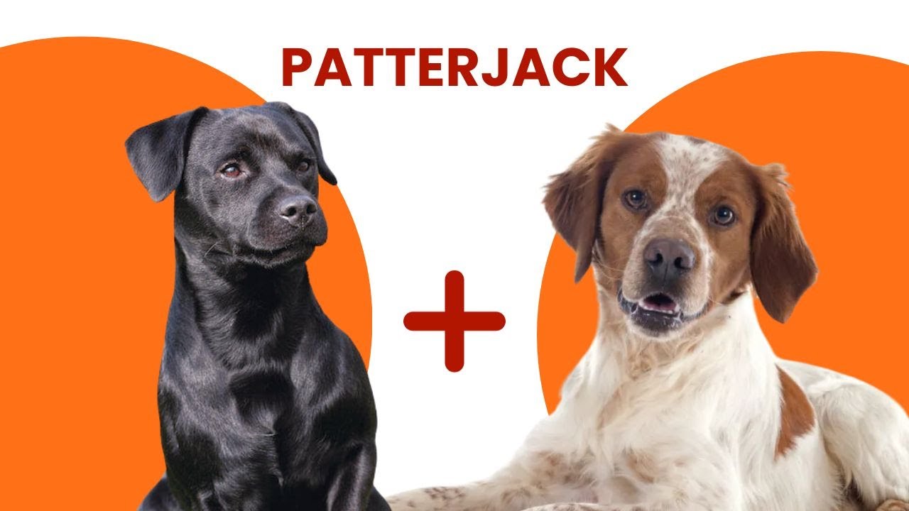 Patterdale Terrier Jack Russell Terrier Mix AKA Patterjack
