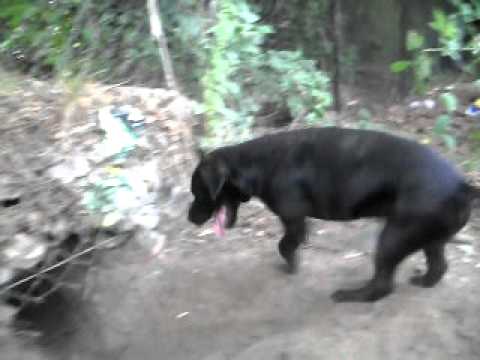 patterdale terrier kenzo diggin up the hole