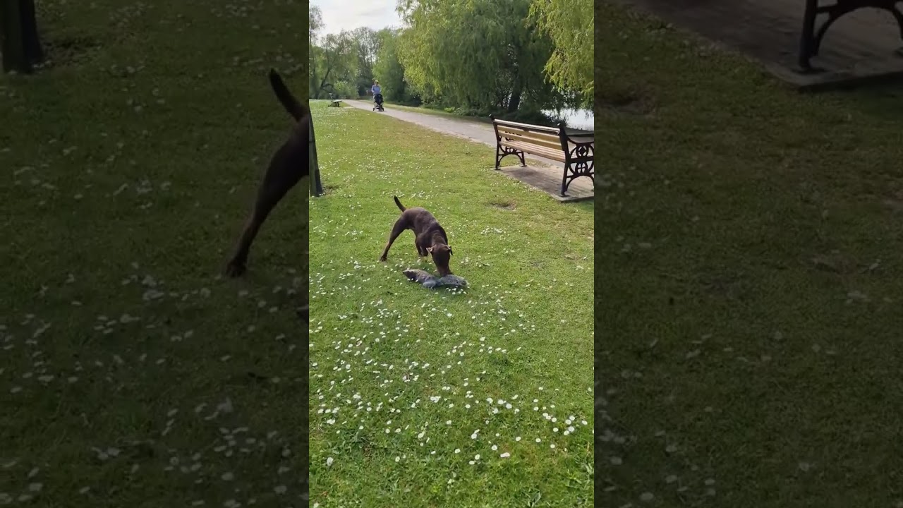 Patterdale terrier kills squirrel