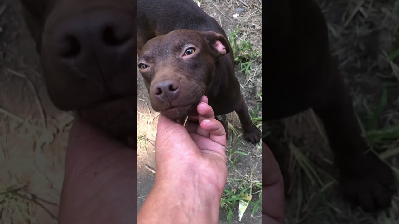 Patterdale terrier #patterdale #terrier #patterdaleterrier