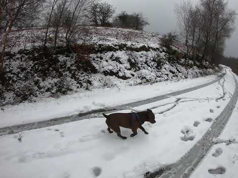Patterdale Terrier playing in the snow at Grizedale Forest, English Lake District