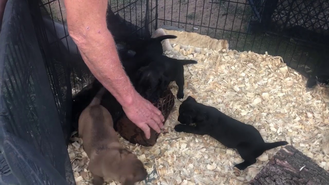 Patterdale Terrier Puppies 6 Weeks Old First Rat