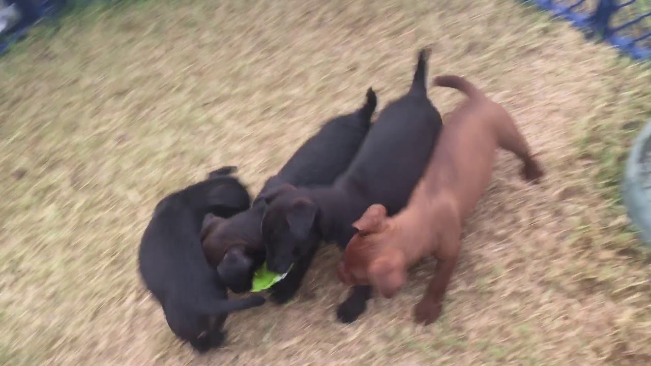 Patterdale Terrier Puppies