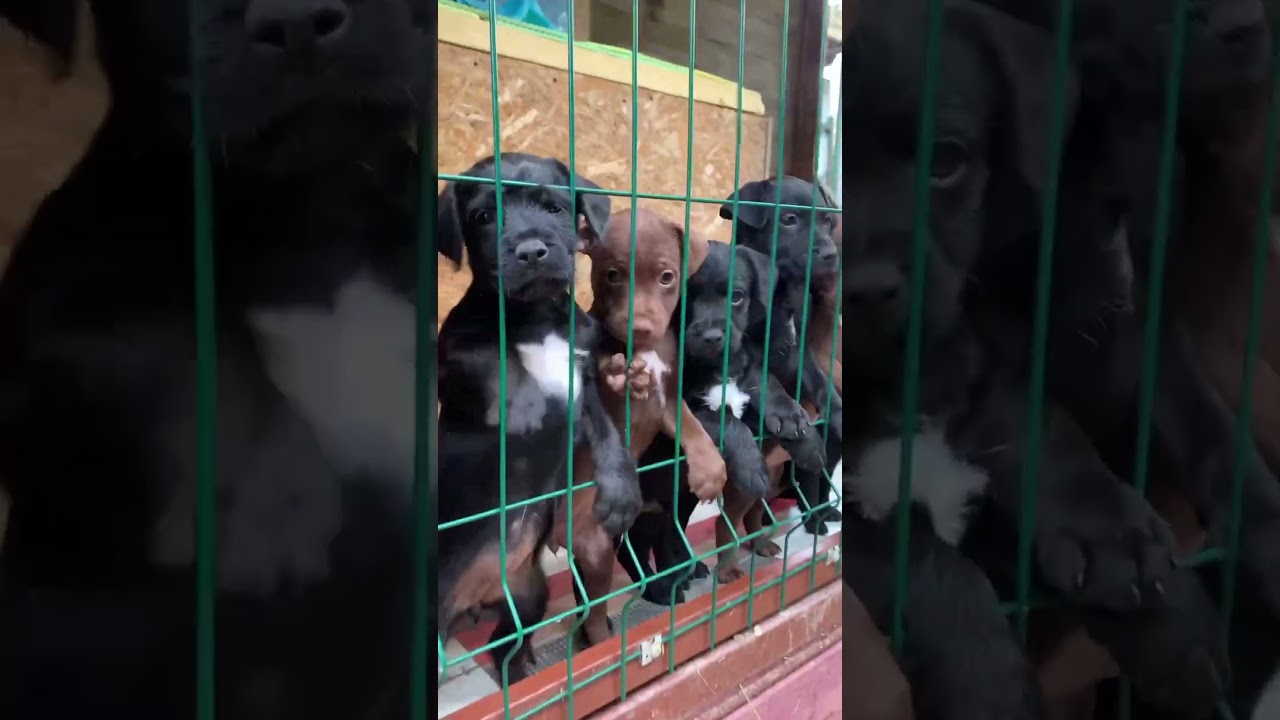 Patterdale Terrier puppies