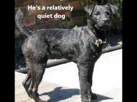 Patterdale Terrier Puppies for Sale, by Pets4You.com
