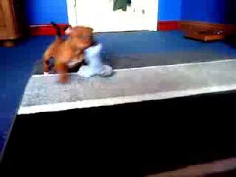 Patterdale Terrier puppy playing tug of war.