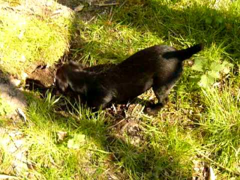 Patterdale Terrier Puppy Training Part 2