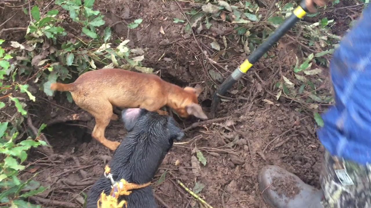 Patterdale Terrier Puppy Work