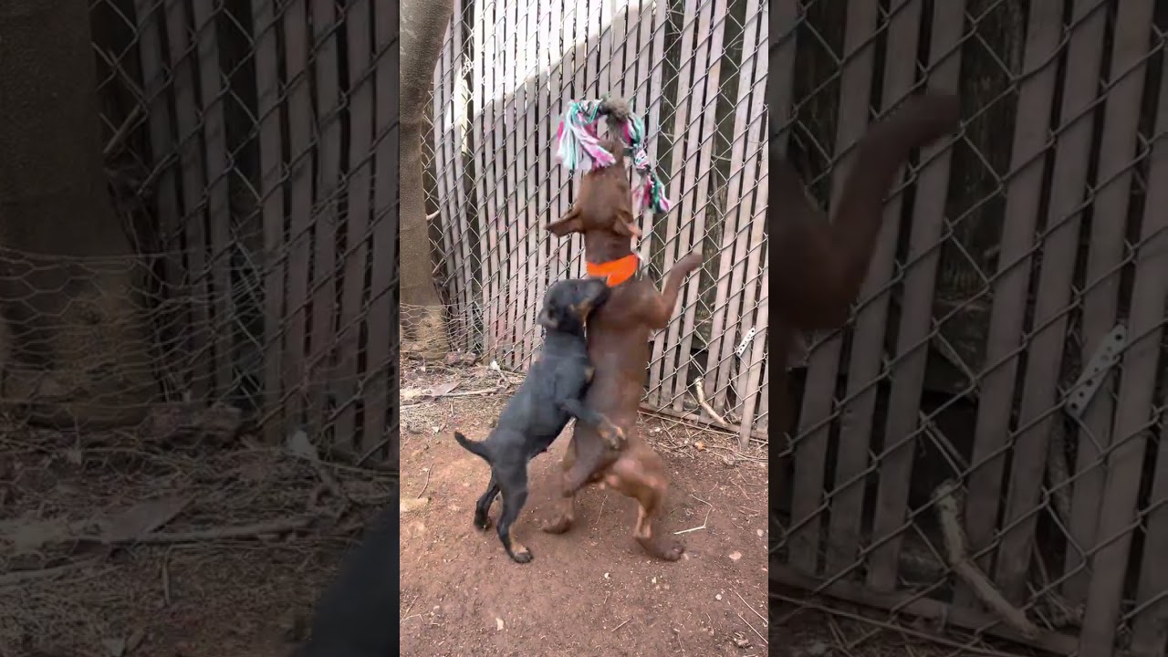 Patterdale Terrier Rope Biting!