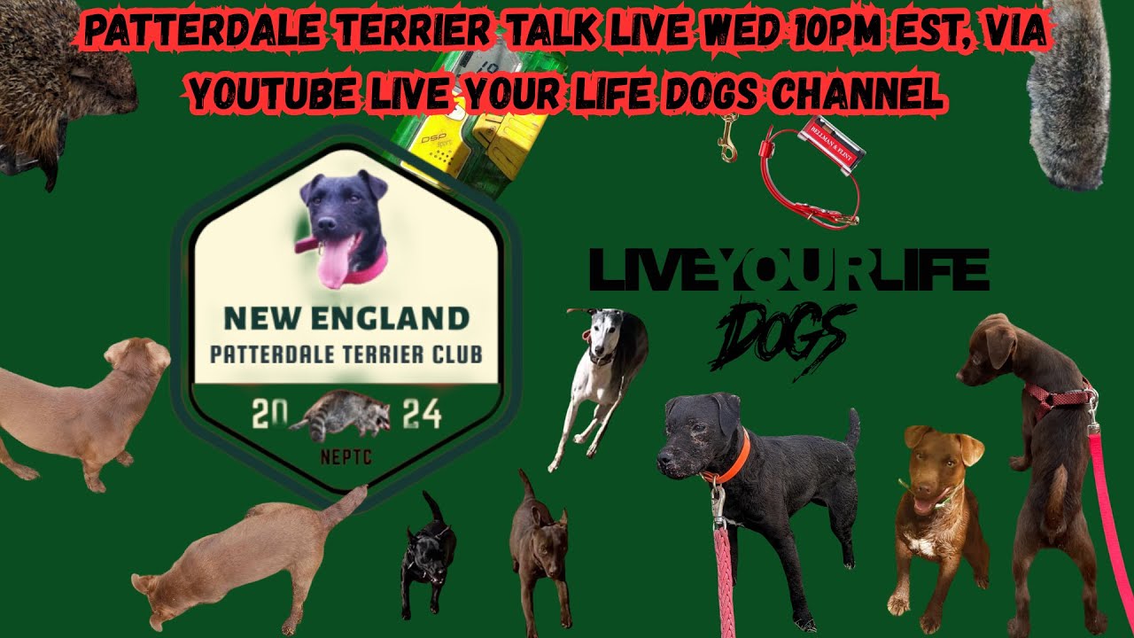 Patterdale Terrier Talk Bark - 3