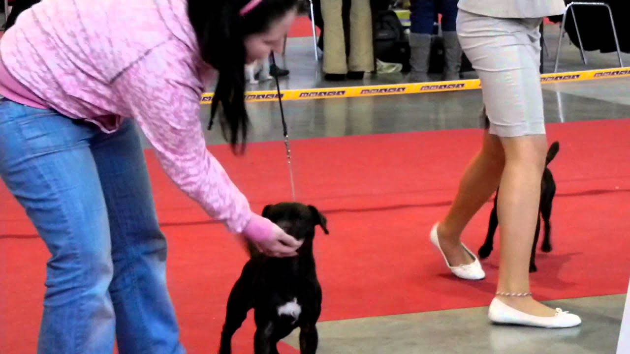 patterdale Terrier Tom Srdcové eso  and Stampa Srdcové eso
