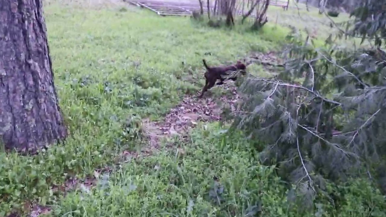 Patterdale Terrier Training: 1st Overnight Blood Trail