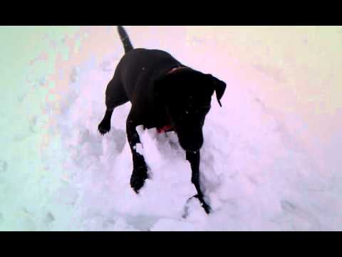 Patterdale Terrier Versus Snowman