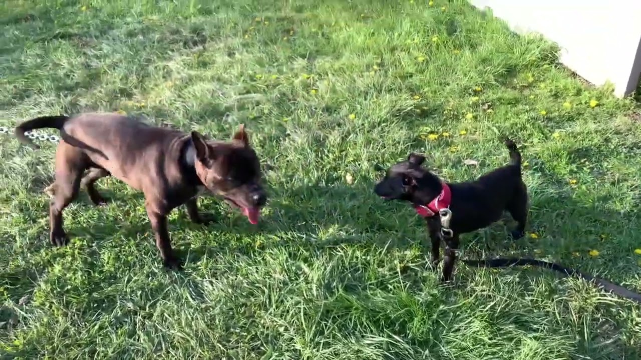 Patterdale Terrier vs American Pitbull Terriers   15lbs vs 50lbs!