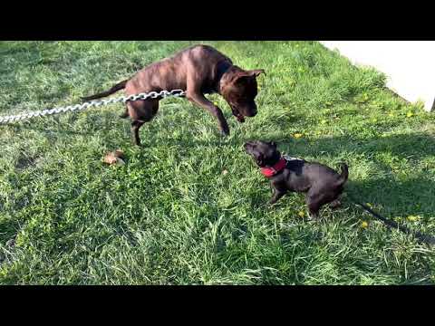 Patterdale Terrier vs American Pitbull Terriers - 15lbs vs 50lbs!
