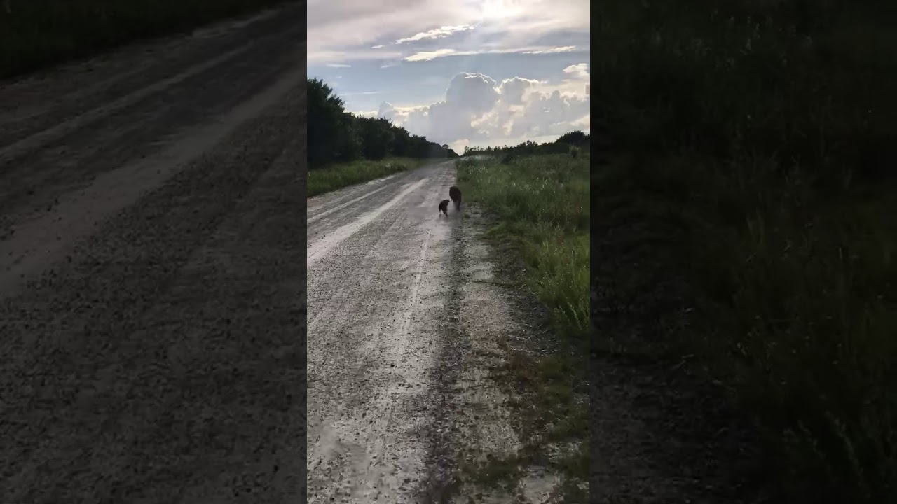 Patterdale Terrier vs wild boar hog