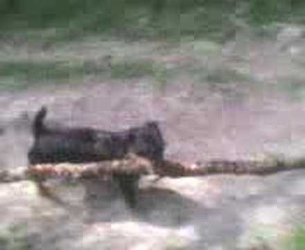 Patterdale Terrier with big stick