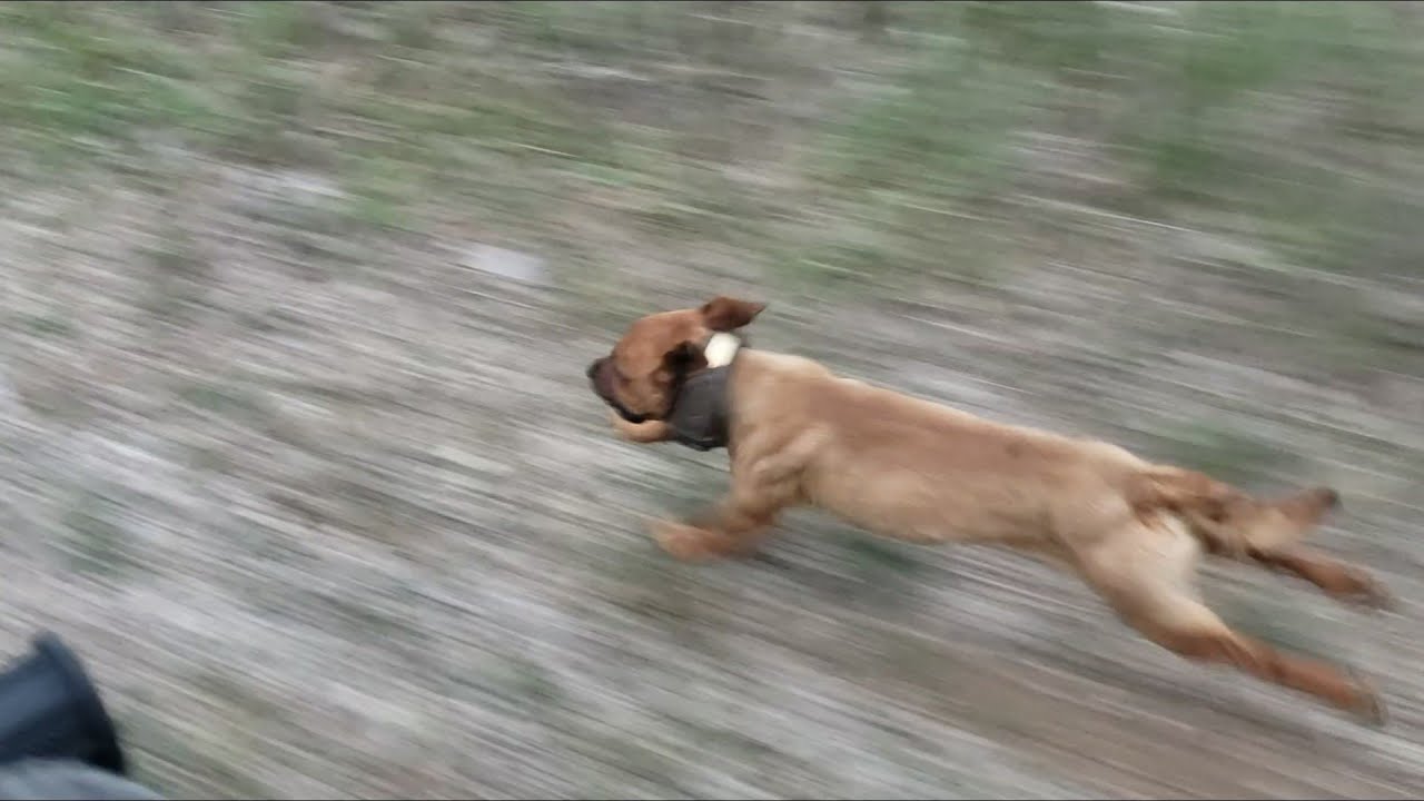 Patterdale terriers