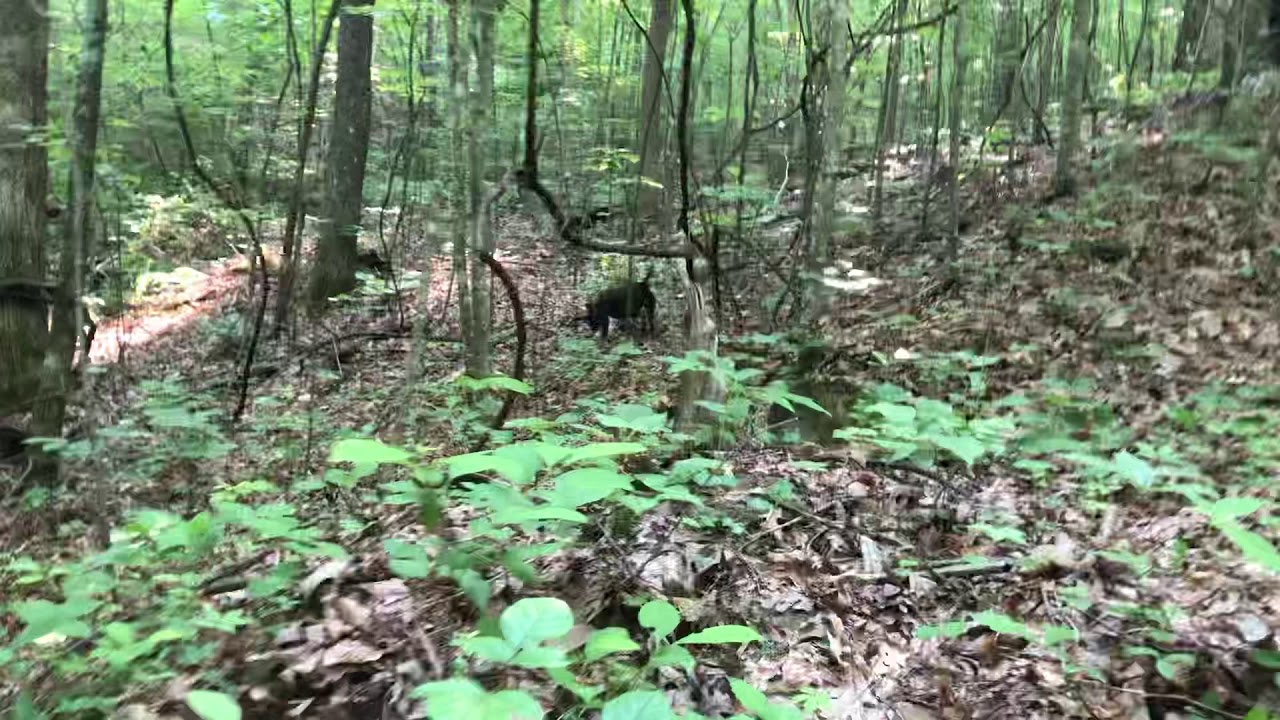 Patterdale terriers hunting