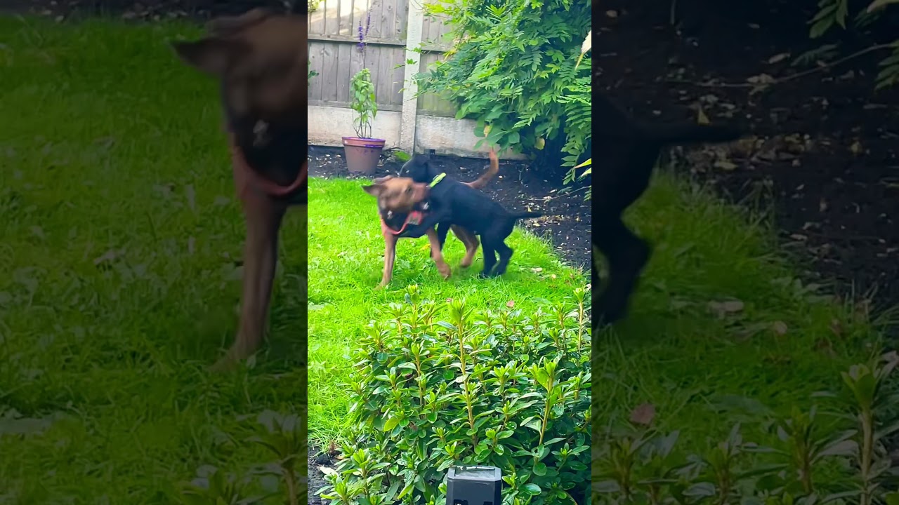 Patterdale Terriers play fighting
