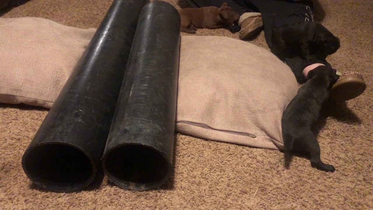 Patterdale Terriers Puppy Training Week 5-Socializing