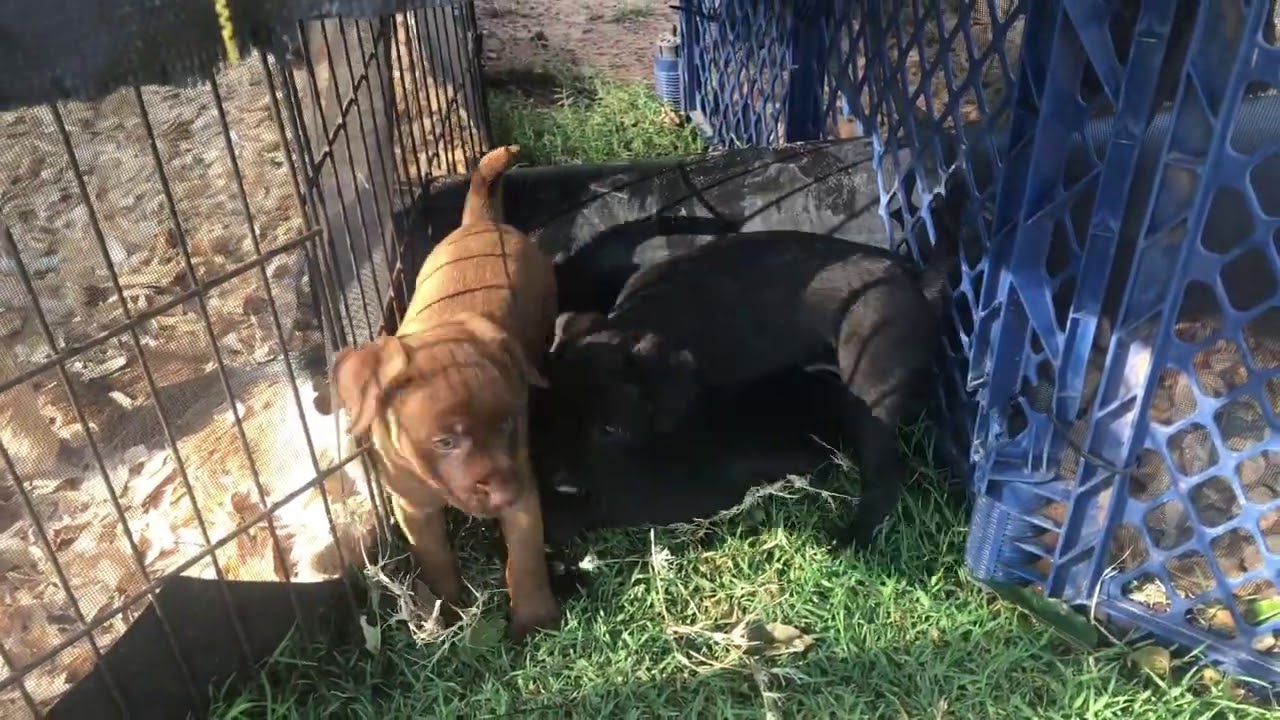 Patterdale Terriers Puppys Meet Rat Day 2