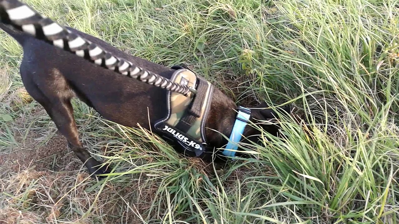 Patterdale X Jagd terrier digging