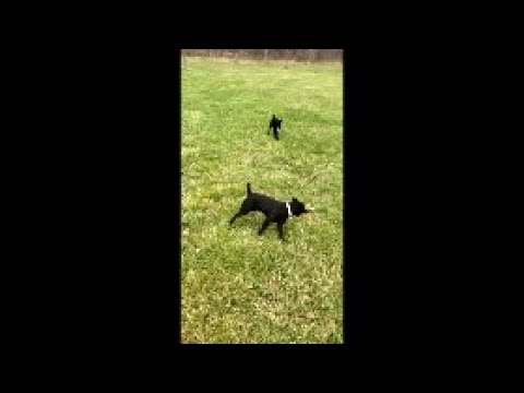 PATTERDALE YAVRULAR ( Yavruların Enerjisi Çok Çok Fazla ) PART 1
