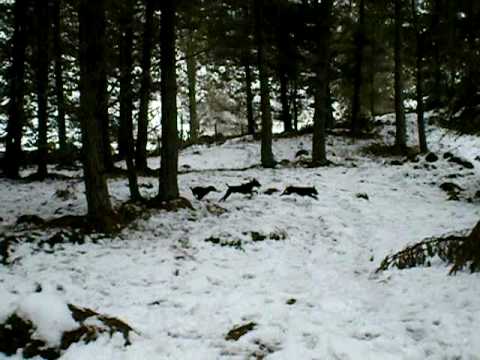 Patterdales chasing video!